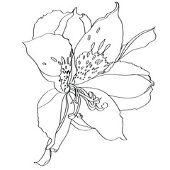 sketch of alstroemeria flower