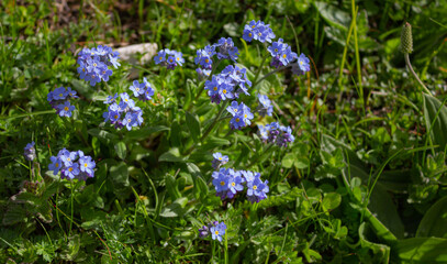 Delicate floral background. Blue flowers of Myosotis alpestris, also called forget-me-not, in the middle of the mountain meadow.