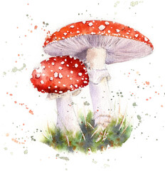Watercolor fly agaric mushroom on white background