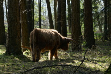 Scottish highlander in the woods, seen from behind.