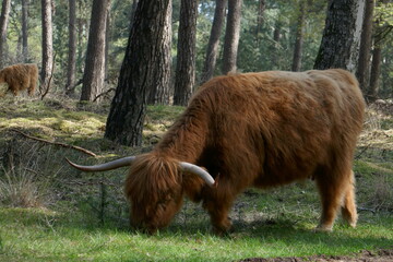 Scottish highlander is grazing in the woods.