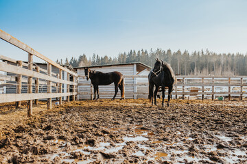 Horse farm on a sunny day in spring - mud and puddles from melted snow - poor maintenance of horses - obrazy, fototapety, plakaty
