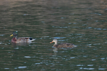  Male and female Mallard swimming on the lake
