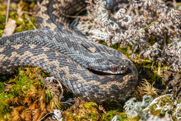 Venomous viper species