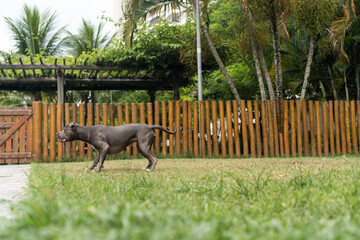 Pit bull dog playing in the park. Green grass, dirt floor and wooden stakes all around. Selective...