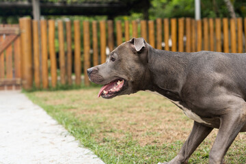 Pit bull dog playing in the park. Green grass, dirt floor and wooden stakes all around. Selective focus