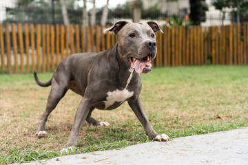 Pit bull dog playing in the park. Green grass, dirt floor and wooden stakes all around. Selective focus