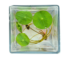 mojito cocktail isolated on white