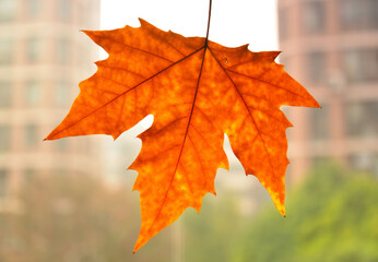 maple leaf on a tree