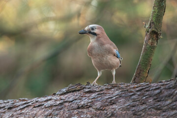 Front view of a jay perched on a tree trunk close up in a forest in Scotland uk