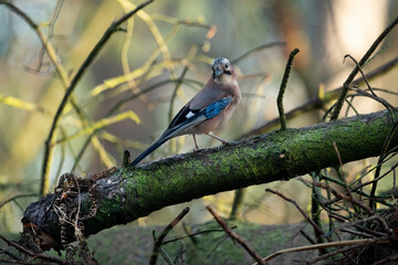 Jayay perched on a tree trunk close up in a forest in Scotland uk in the winter