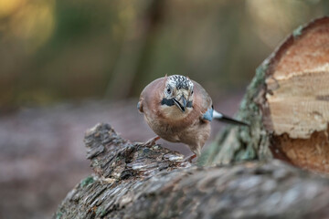 Front view of a Jay perched on a tree trunk close up in a forest in Scotland uk