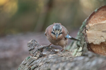 Front view of a Jay perched on a tree trunk close up in a forest in Scotland uk