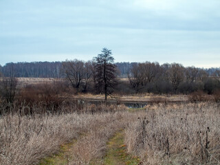 dirt road through the field on a cloudy day