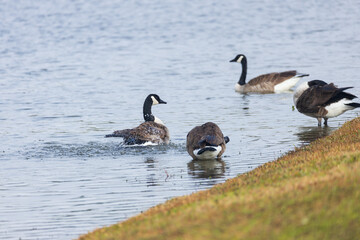 Canada geese splashing in the lake