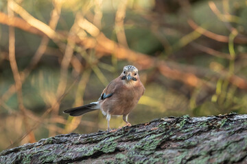 Front view of a Jay perched on a tree trunk close up in a forest in Scotland uk