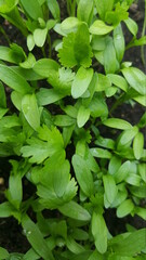 green leaves background