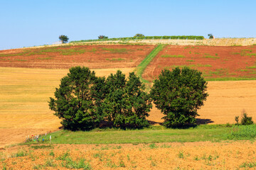 I campi del Monferrato