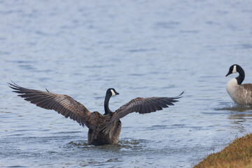 Canada goose with flapping wings