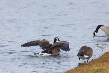 Canada geese splashing in the lake