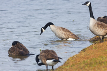 Canada geese splashing in the lake