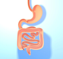Anatomical 3d illustration of the digestive system. Stomach, large and small intestine. Showing the open interior. On blue gradient background with shadow.