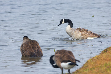 Canada geese splashing in the lake