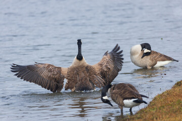  One Canada goose with spread wings standing among other Canada geese on the lake shore