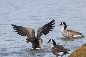  One Canada goose with spread wings standing among other Canada geese on the lake shore