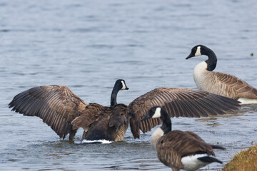One Canada goose with spread wings standing among other Canada geese on the lake shore