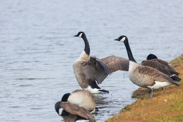 One Canada goose with spread wings standing among other Canada geese on the lake shore