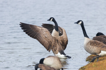 One Canada goose with spread wings standing among other Canada geese on the lake shore
