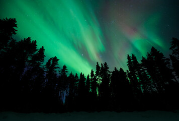 Aurora Borealis, Northern Lights, above boreal forest, snowy winter night, Finland.