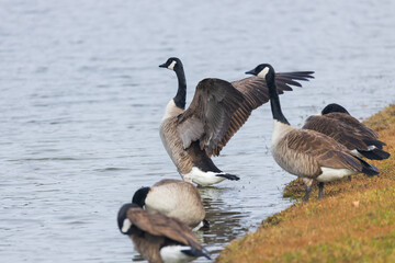 One Canada goose with spread wings standing among other Canada geese on the lake shore