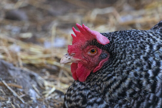 Barred Plymouth Rock Chicken,  good farm life egg layer.
