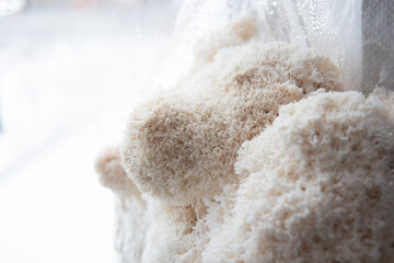 The rare Edible Lion Mane Mushroom Hericium Erinaceus pruikzwam in the Forest. Beautifully radiant and striking © TaylerDerden