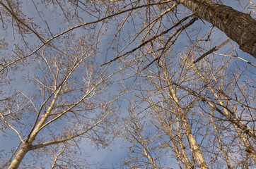 Bare Trees against a Cloudy Sky
