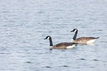 Naklejka na ściany i meble Two Canada Geese swimming in a lake