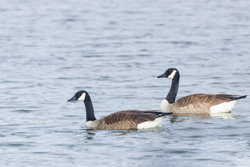 Two Canada Geese swimming in a lake