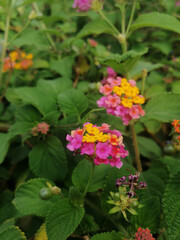 Small flowers in the garden