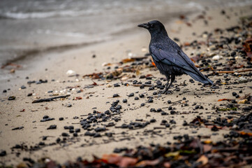Crow on the beach. Carrion crow walking on sands. Corvus corone.