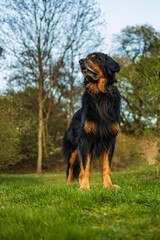 male dog hovawart gold and black standing noble in the park on the grass