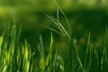 Green grass and shimmering spot lights