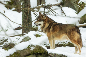 Eurasian wolf (Canis lupus lupus) alpha male in action in a pack