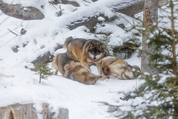 Eurasian wolf (Canis lupus lupus) alpha male in action in a pack