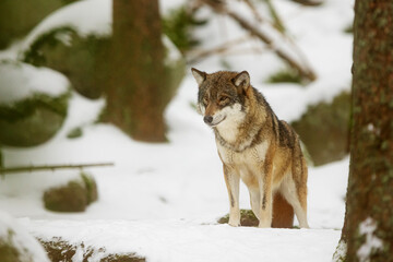 Eurasian wolf (Canis lupus lupus) peeking out of the forest with snow