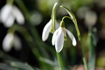 Fototapeta premium Erste Schneeglöckchen im Frühling