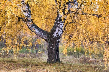 A luxurious big birch tree in an autumn golden outfit