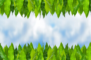 Leaves of a mango tree with raindrops against a blue sky on a sunny day. Green mango leaves are...