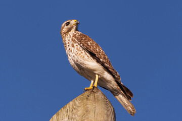 Immature Red-shouldered Hawk perched on a post looking upwards. Captured in Stormwater Treatment Area 5-6, Florida.